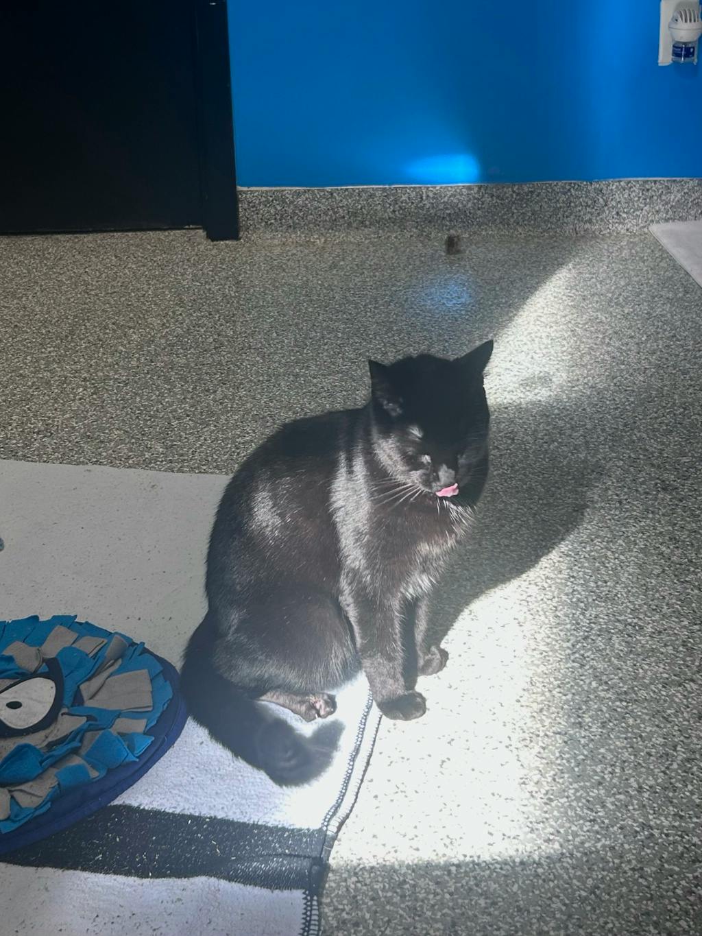 Hero, a 2 years and 6 months old Black Male Domestic Short Hair Cat