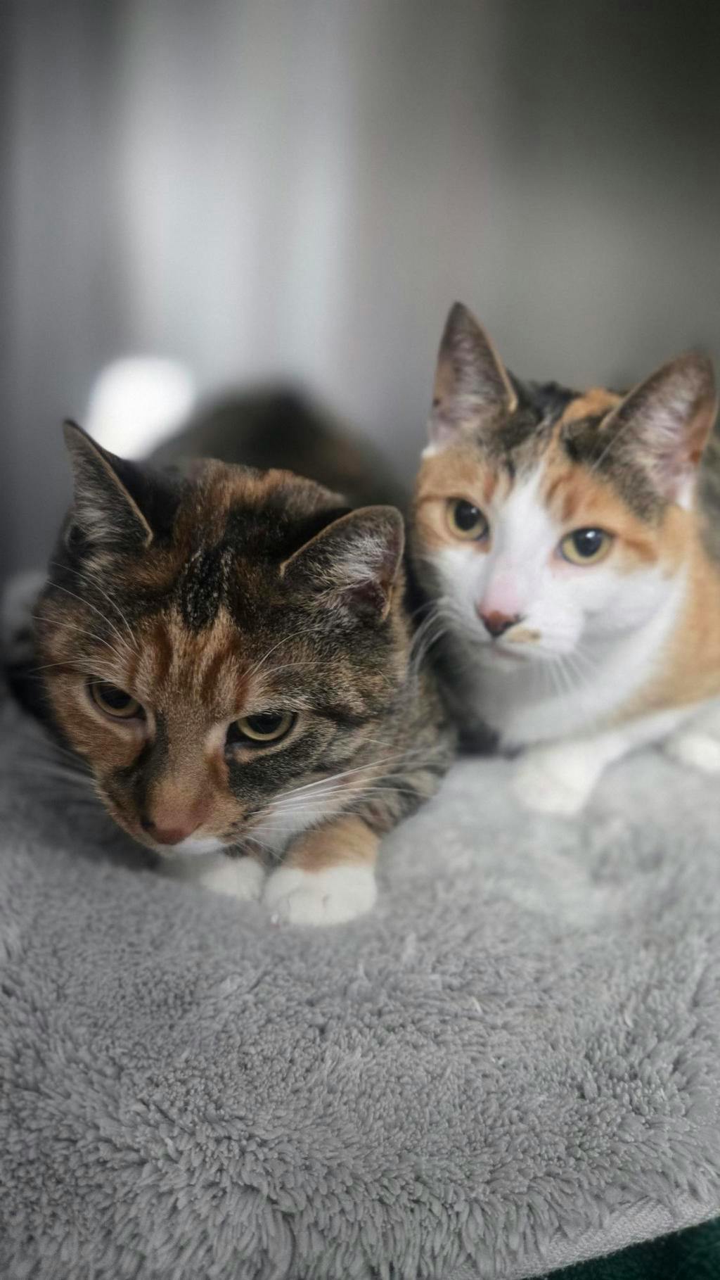 Karmella, a 4 years old Calico Female Domestic Short Hair Cat