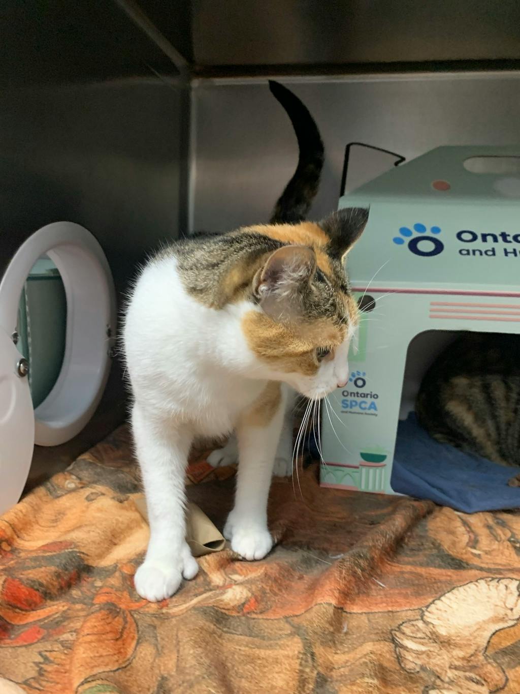 Karmella, a 4 years old Calico Female Domestic Short Hair Cat