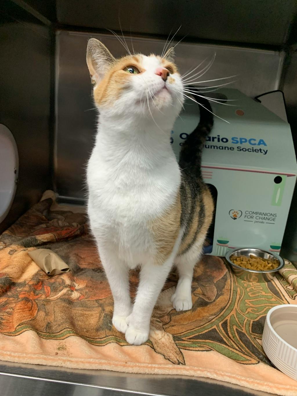 Karmella, a 4 years old Calico Female Domestic Short Hair Cat