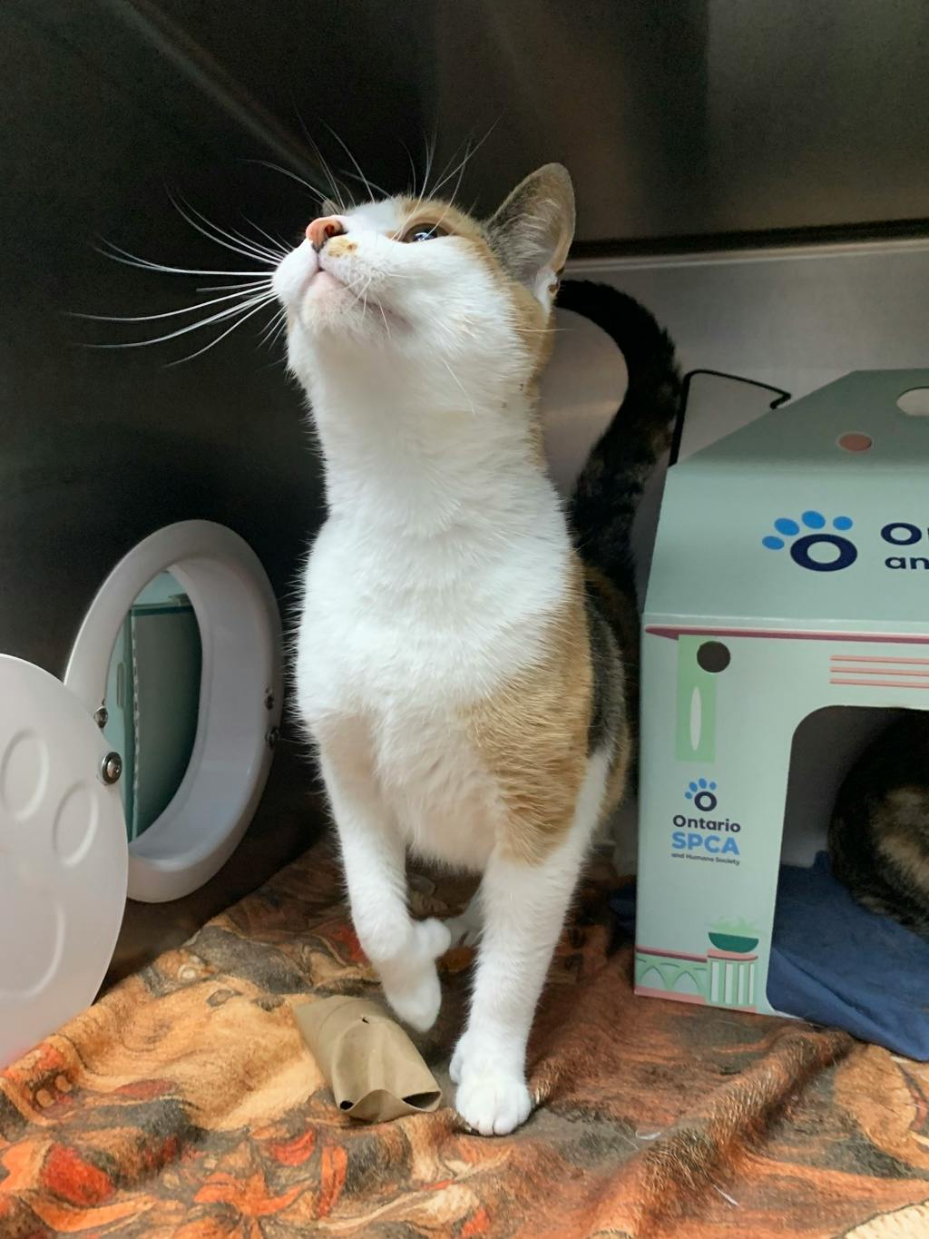Karmella, a 4 years old Calico Female Domestic Short Hair Cat