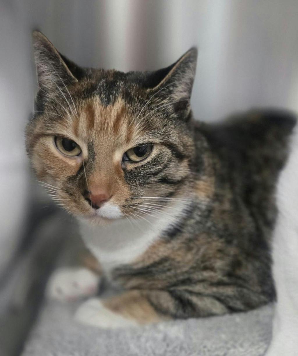 Eve, a 4 years old Calico Female Domestic Short Hair Cat