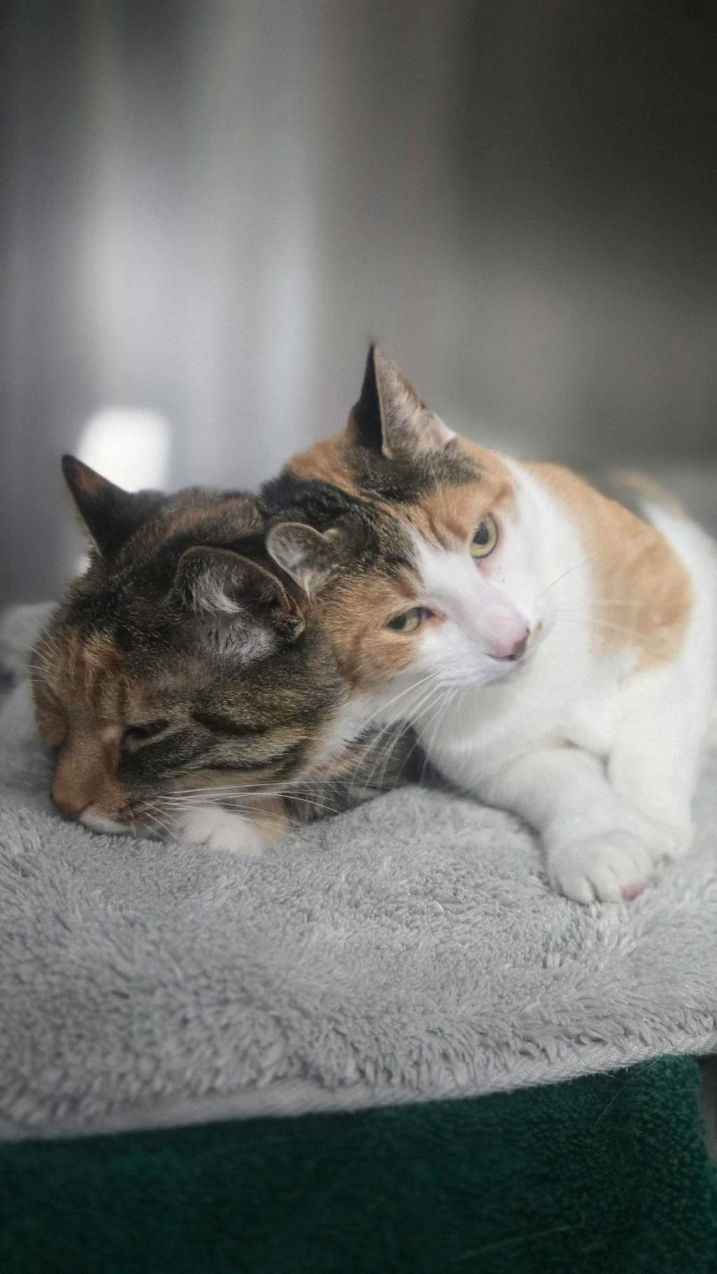 Eve, a 4 years old Calico Female Domestic Short Hair Cat