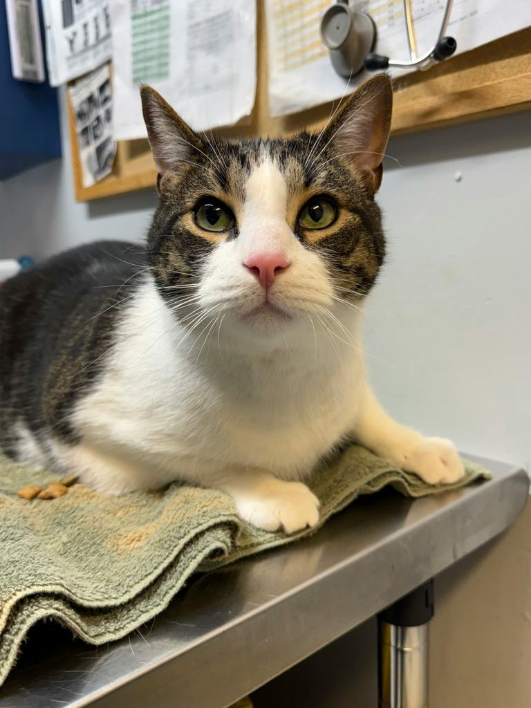 Toby, a 4 years old Tabby Male Domestic Short Hair Cat
