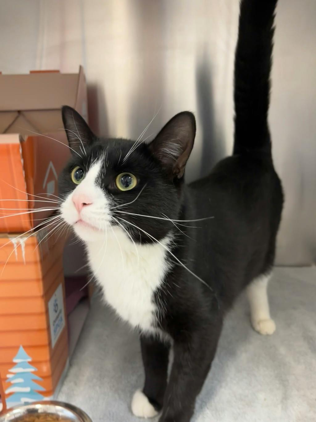 Propane (at Seneca King), a 2 years old Black Male Domestic Short Hair Cat