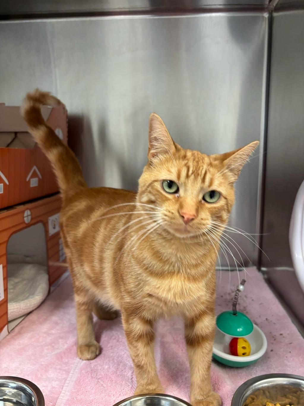 Lobster (at Seneca King), a 1 year and 6 months old Orange Tabby Male Domestic Short Hair Cat