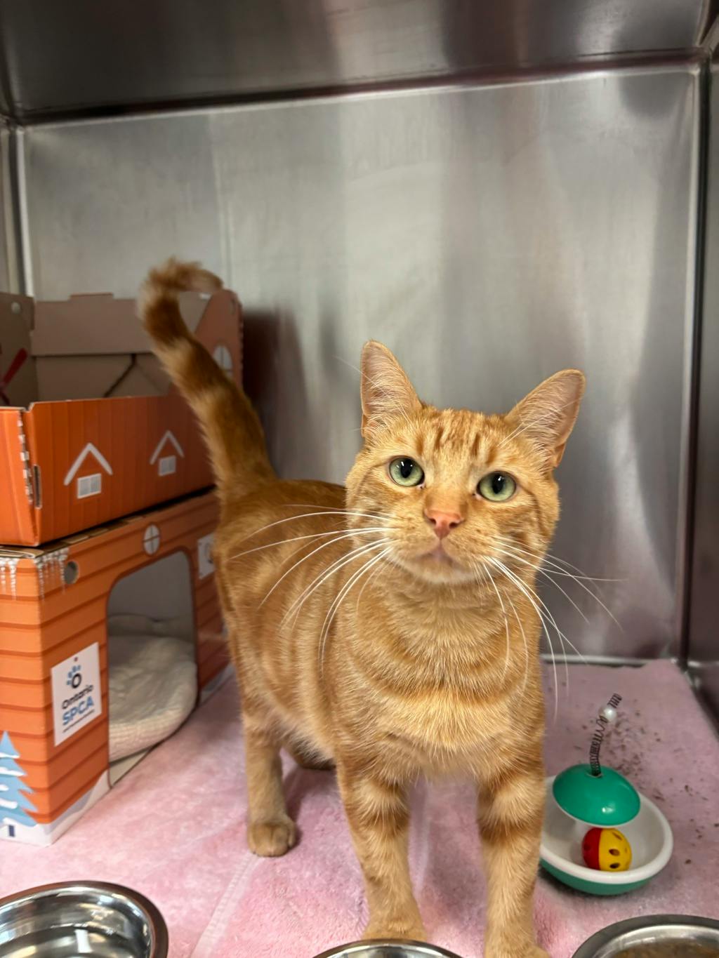Lobster (at Seneca King), a 1 year and 6 months old Orange Tabby Male Domestic Short Hair Cat