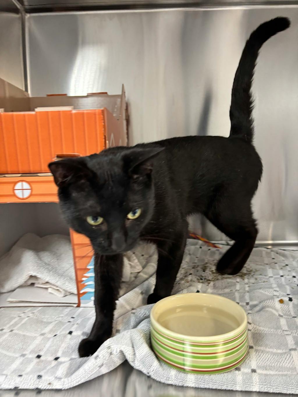 Luffy (at Seneca King), a 3 years old Black Male Domestic Short Hair Cat