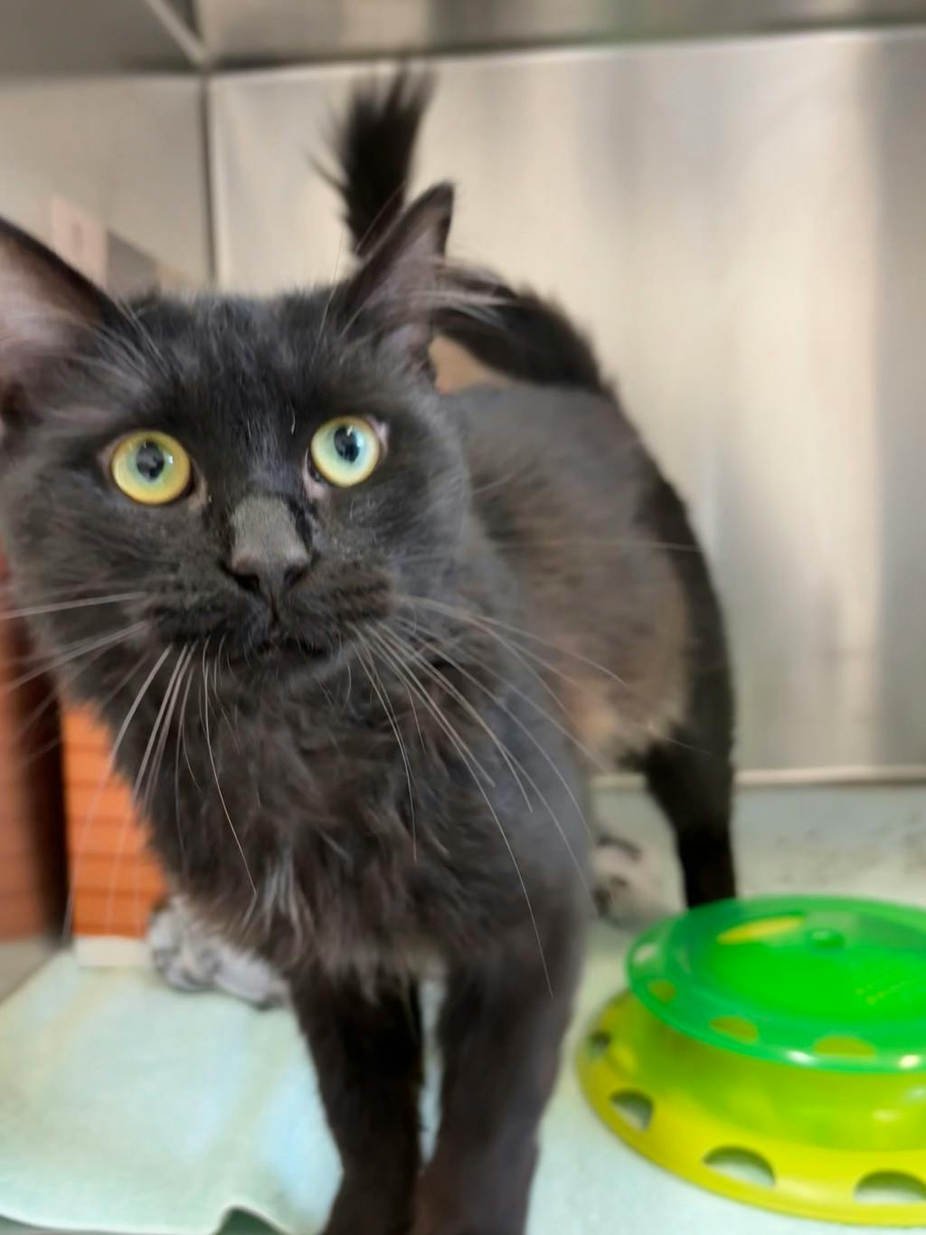 Kat Man (at Seneca King), a 2 years old Black Male Domestic Medium Hair Cat