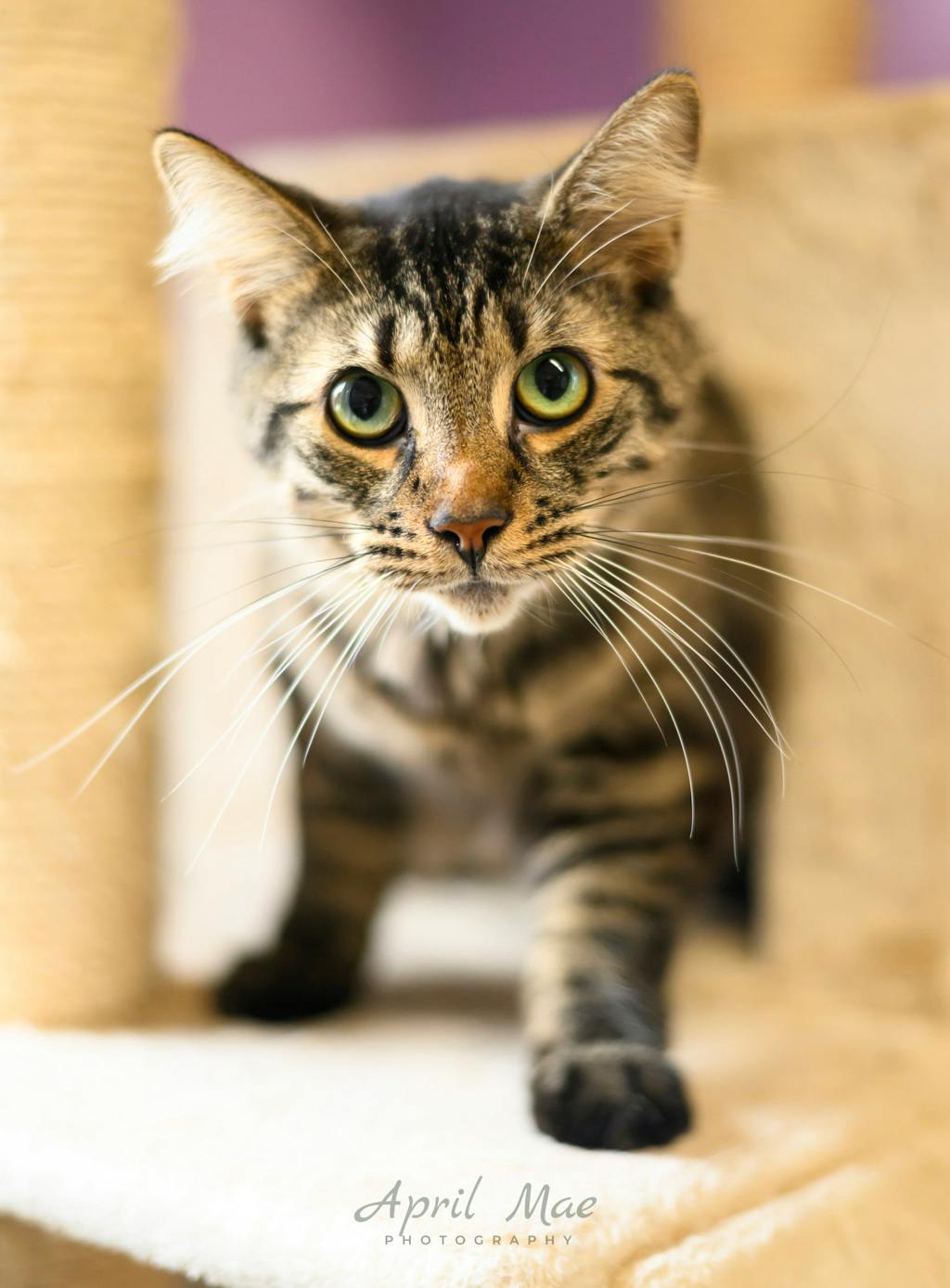 Slinky -Aka Blackie, a 1 year and 8 months old Brown Tabby Male Domestic Medium Hair Cat