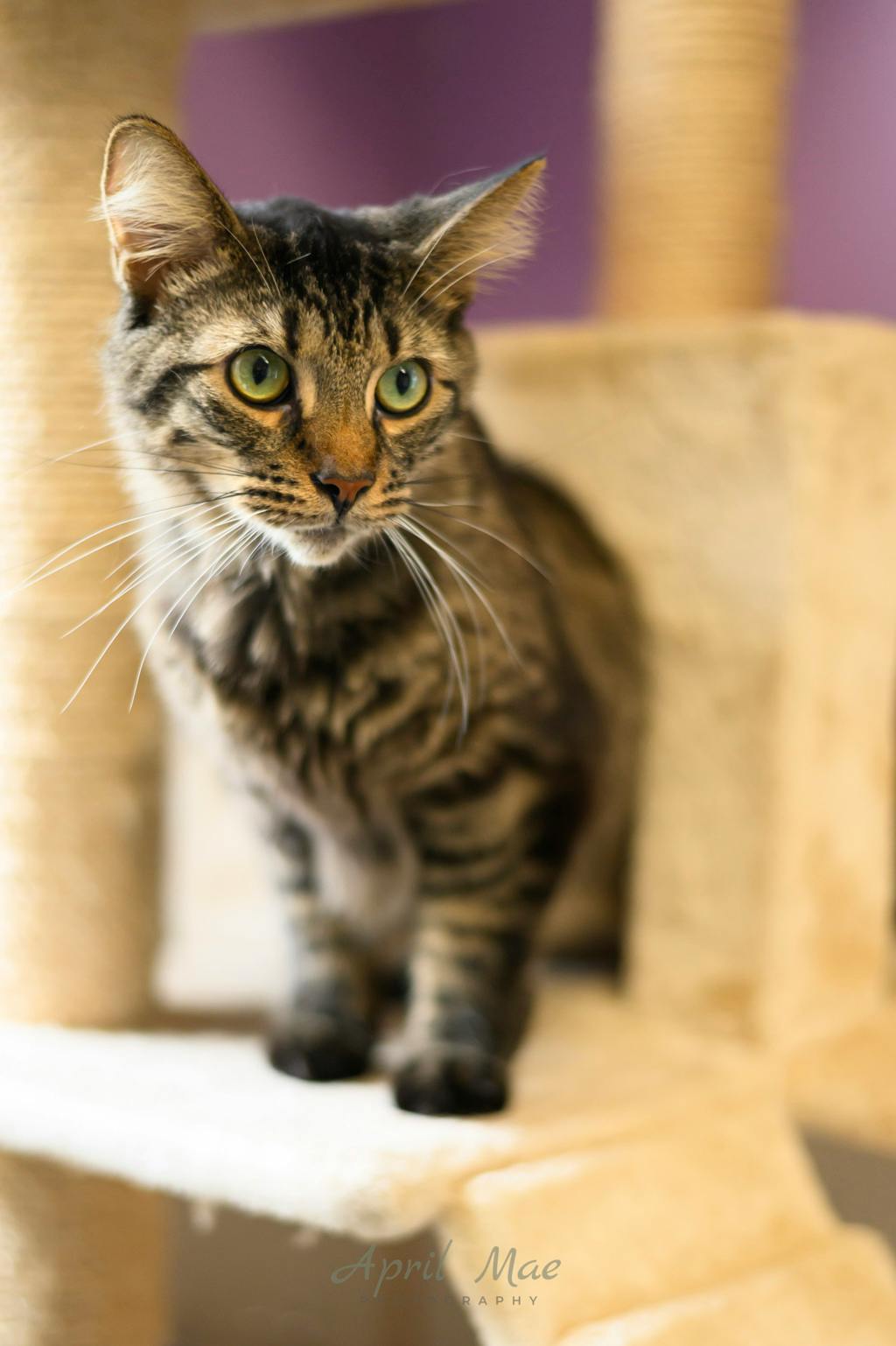 Slinky -Aka Blackie, a 1 year and 8 months old Brown Tabby Male Domestic Medium Hair Cat