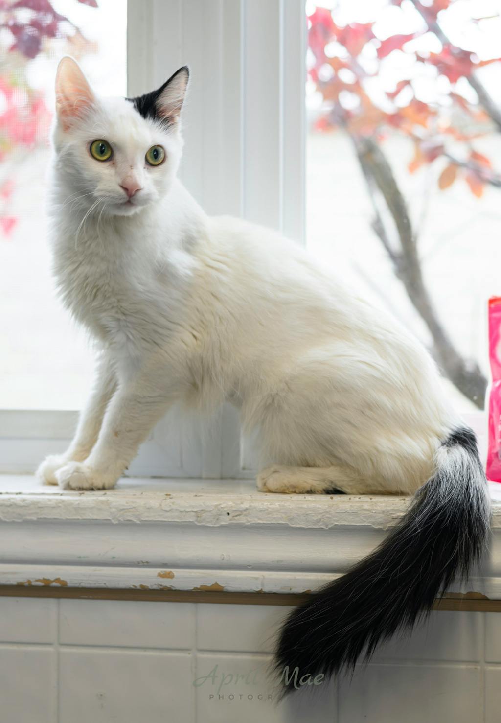 Tik, a 3 years old Black Female Domestic Medium Hair Cat