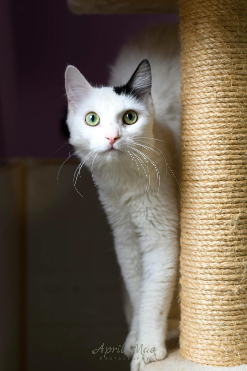 Tik, a 3 years old Black Female Domestic Medium Hair Cat
