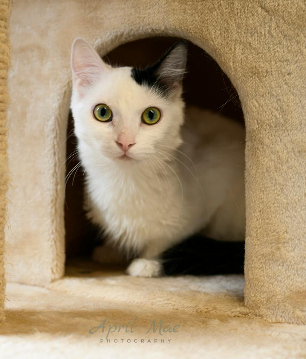 Tik, a 3 years old Black Female Domestic Medium Hair Cat