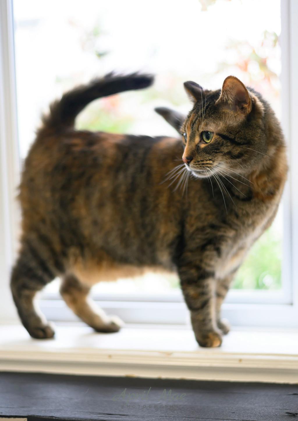Sho, a 1 year and 11 months old Tortoiseshell Female Domestic Short Hair Cat