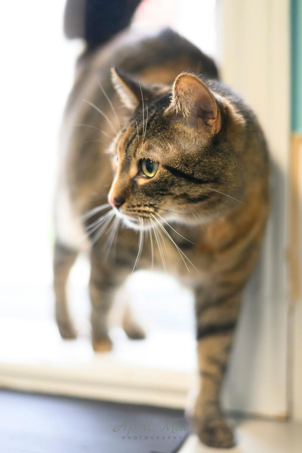 Sho, a 1 year and 11 months old Tortoiseshell Female Domestic Short Hair Cat
