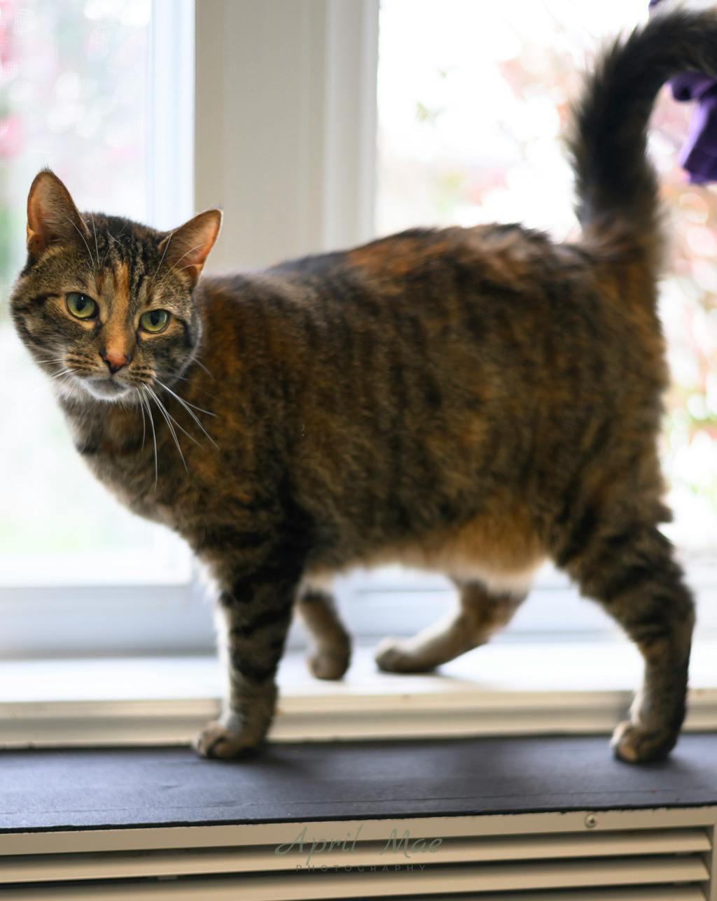 Sho, a 1 year and 11 months old Tortoiseshell Female Domestic Short Hair Cat