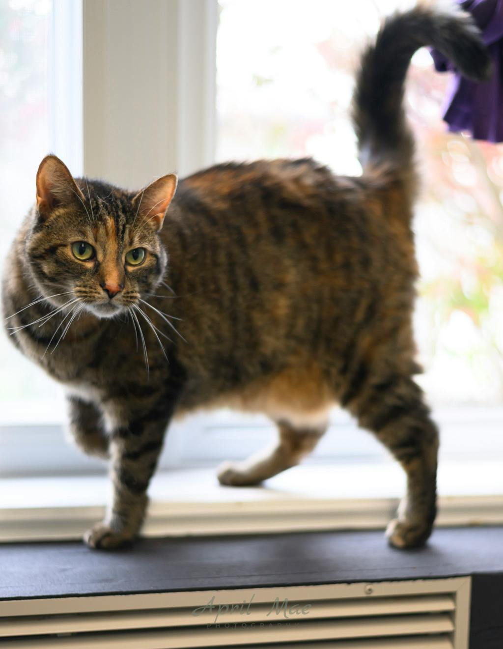 Sho, a 1 year and 11 months old Tortoiseshell Female Domestic Short Hair Cat