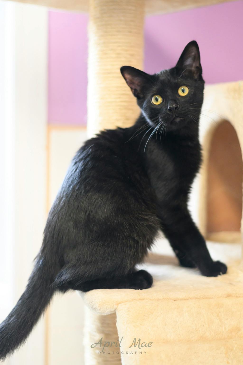 Tent, a 4 months old Black Male Domestic Short Hair Kitten