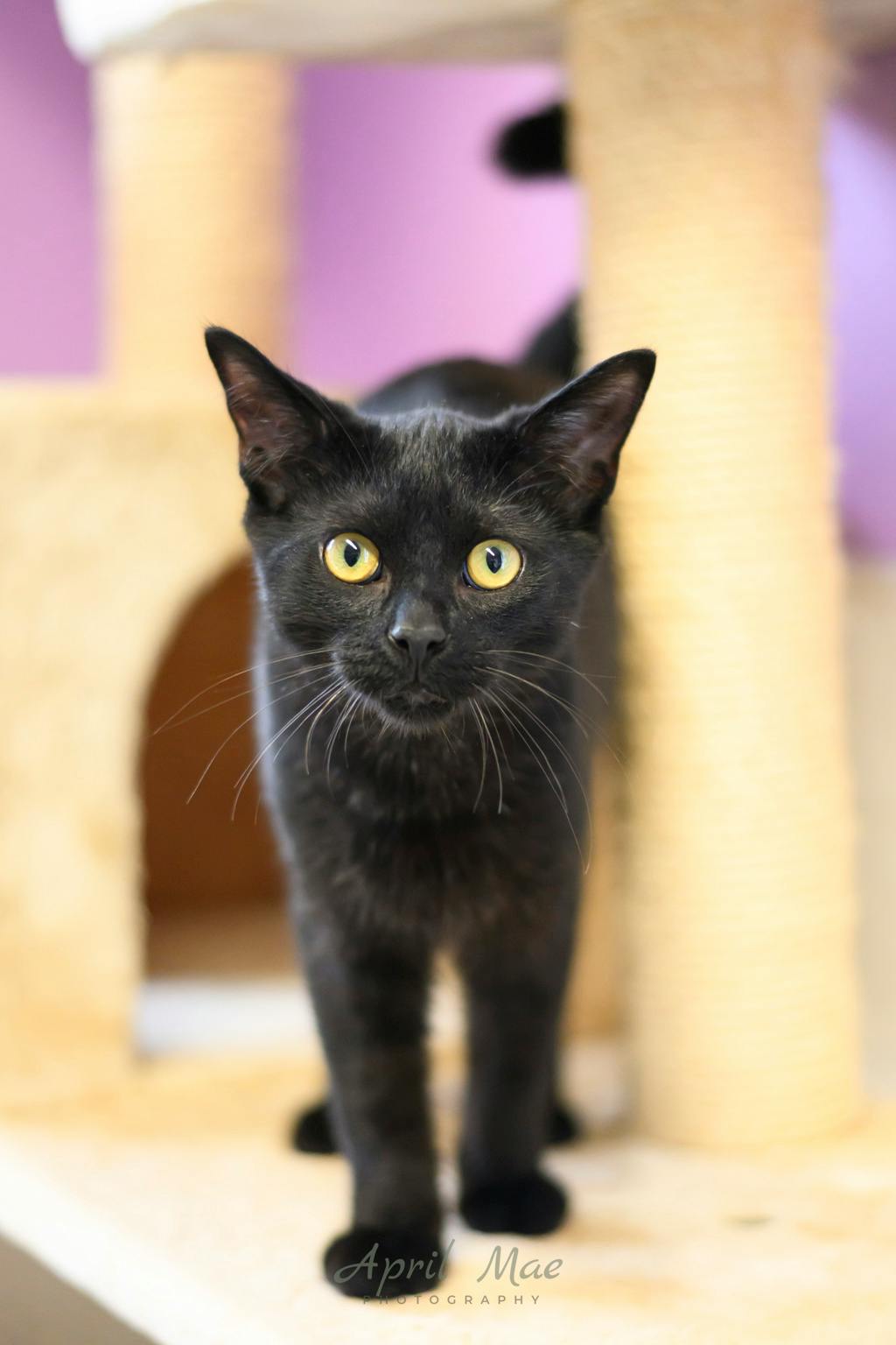 Tent, a 4 months old Black Male Domestic Short Hair Kitten