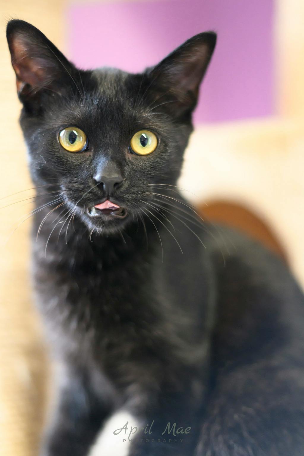Tent, a 4 months old Black Male Domestic Short Hair Kitten