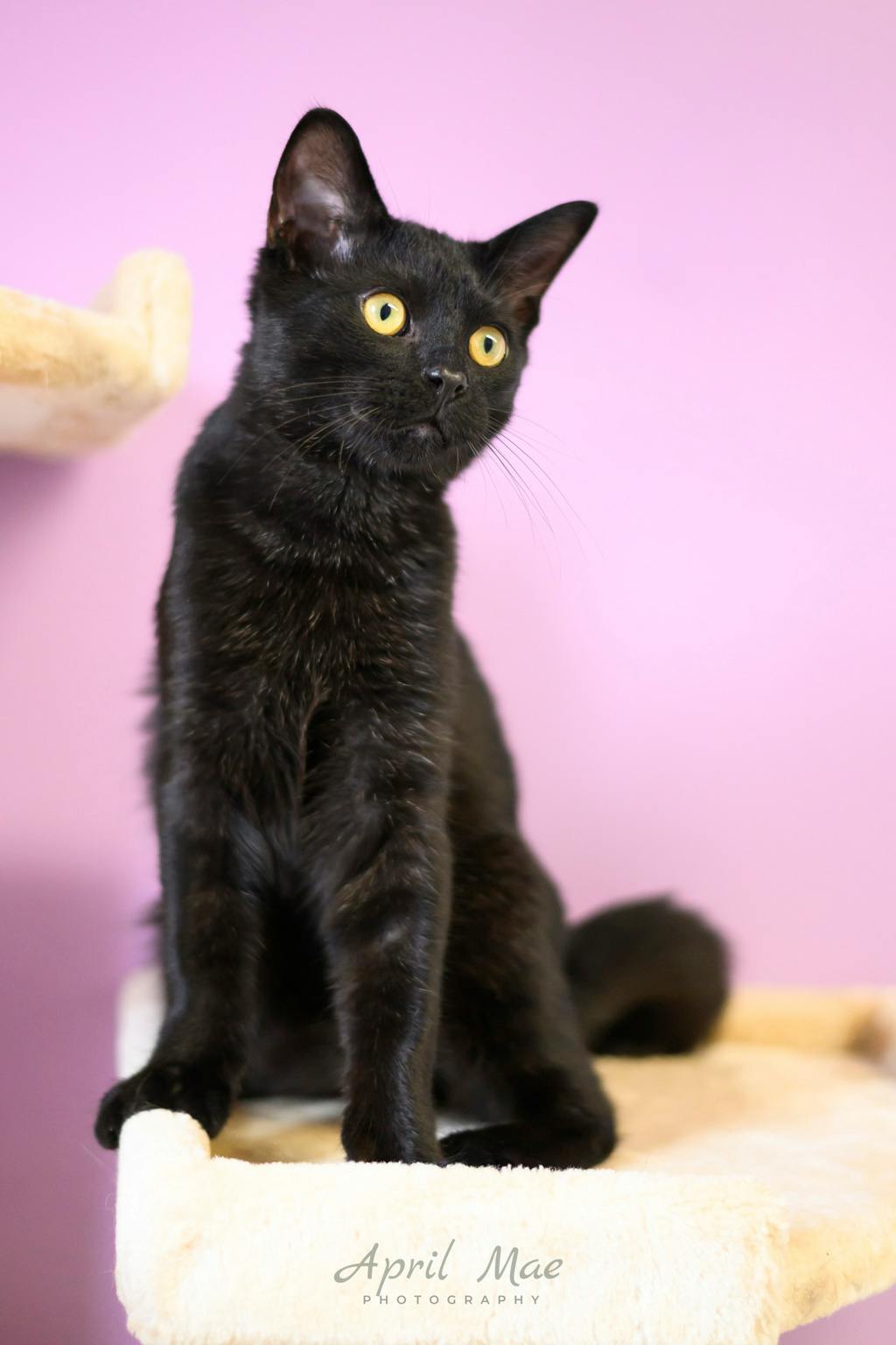 Tent, a 4 months old Black Male Domestic Short Hair Kitten