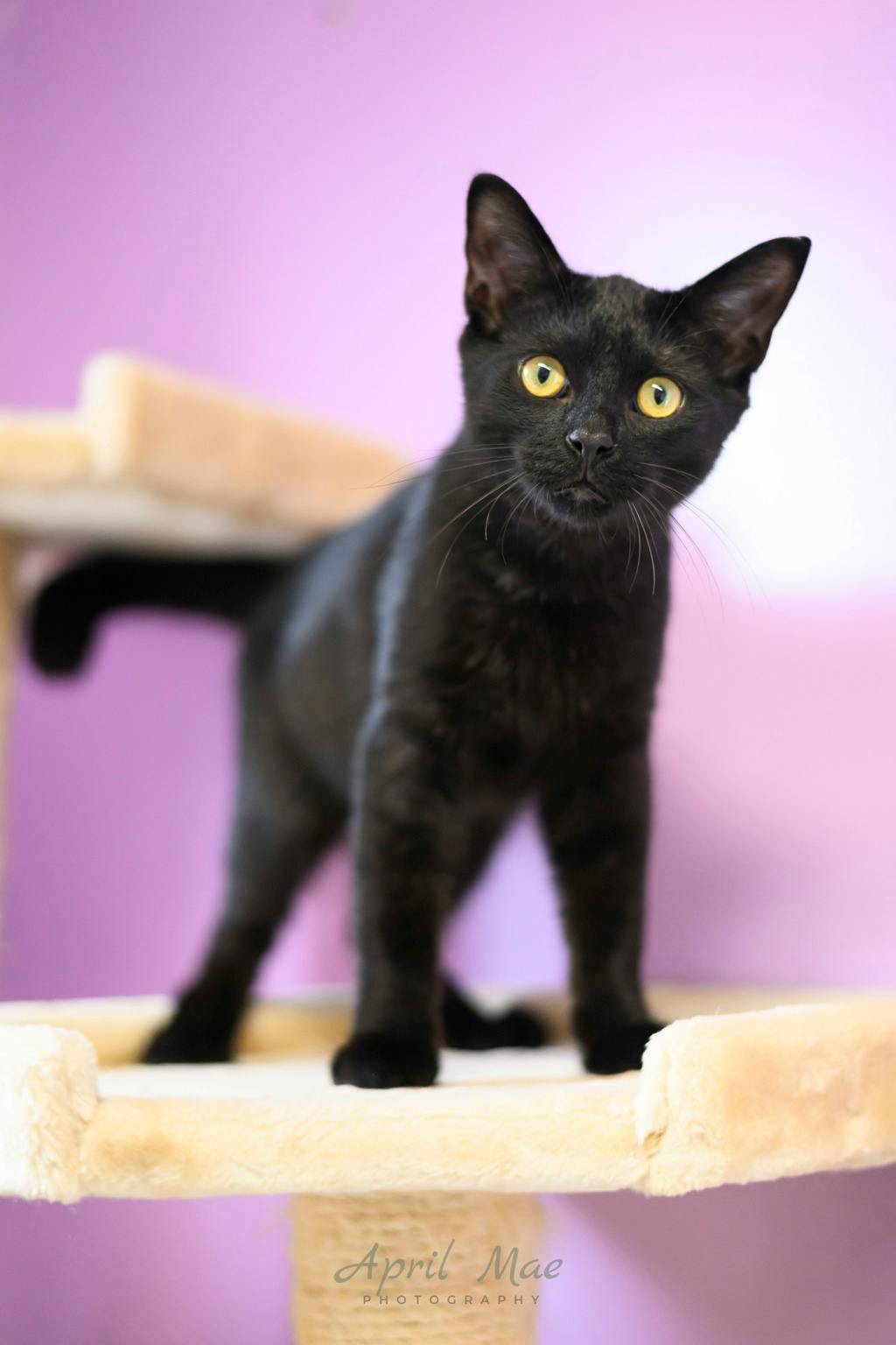Tent, a 4 months old Black Male Domestic Short Hair Kitten