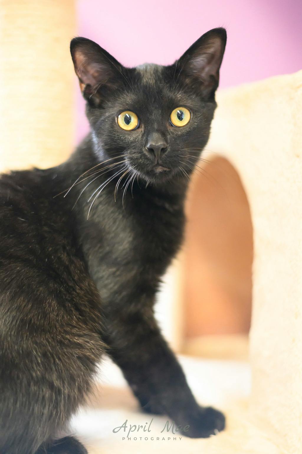 Tent, a 4 months old Black Male Domestic Short Hair Kitten