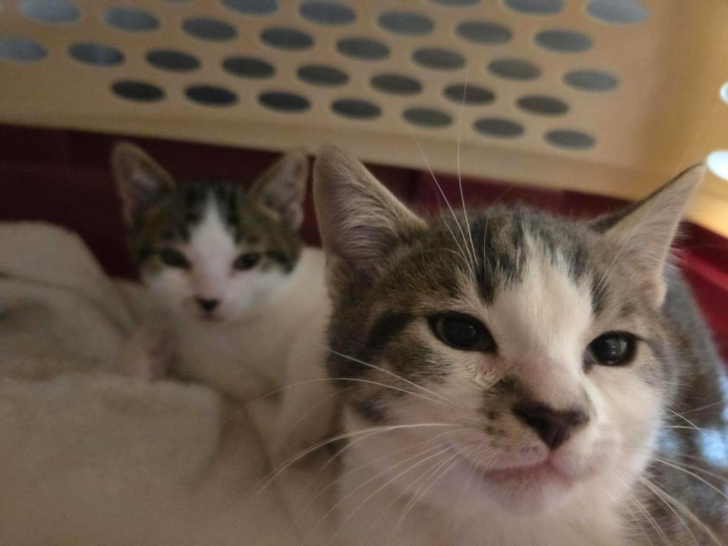 Ophelia, a 9 weeks old Grey Tabby Female Domestic Short Hair Kitten