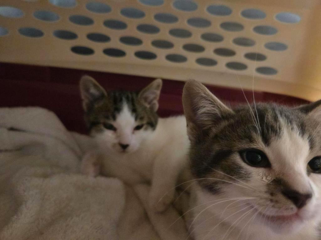 Ophelia, a 9 weeks old Grey Tabby Female Domestic Short Hair Kitten