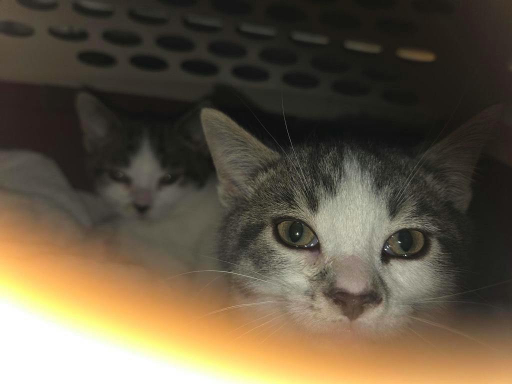 Ophelia, a 9 weeks old Grey Tabby Female Domestic Short Hair Kitten