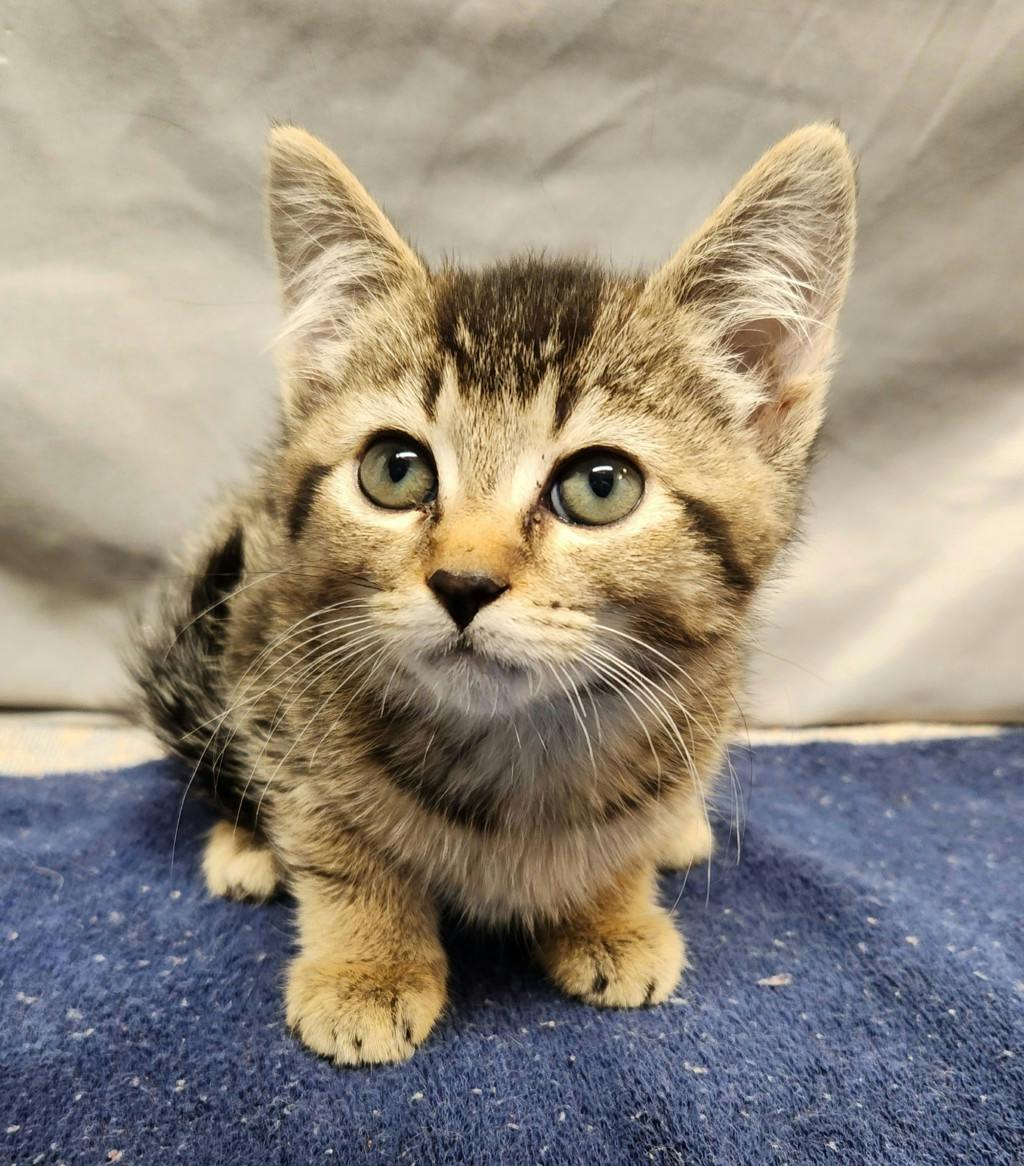 Hocus, a 8 weeks old Brown Tabby Female Domestic Short Hair Kitten