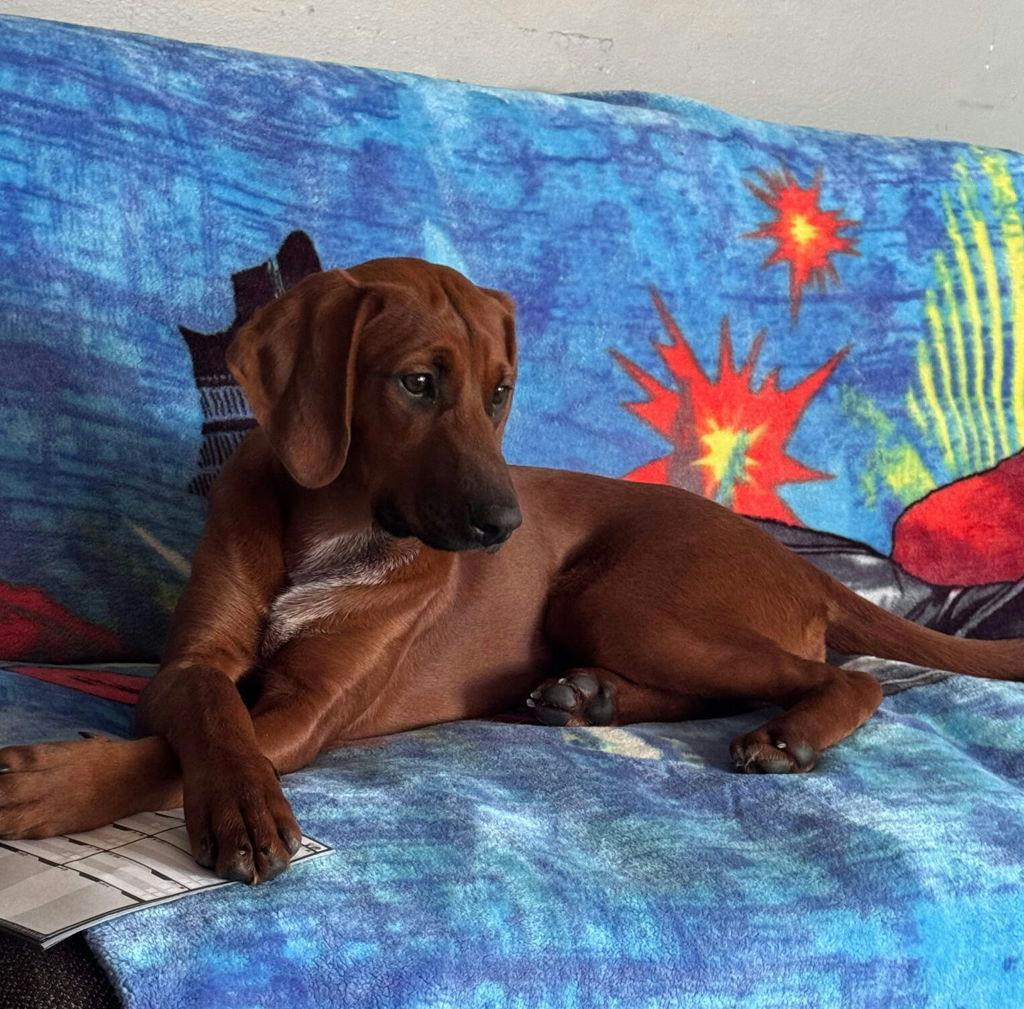 Remi, a 1 year old Red Female Coonhound Dog