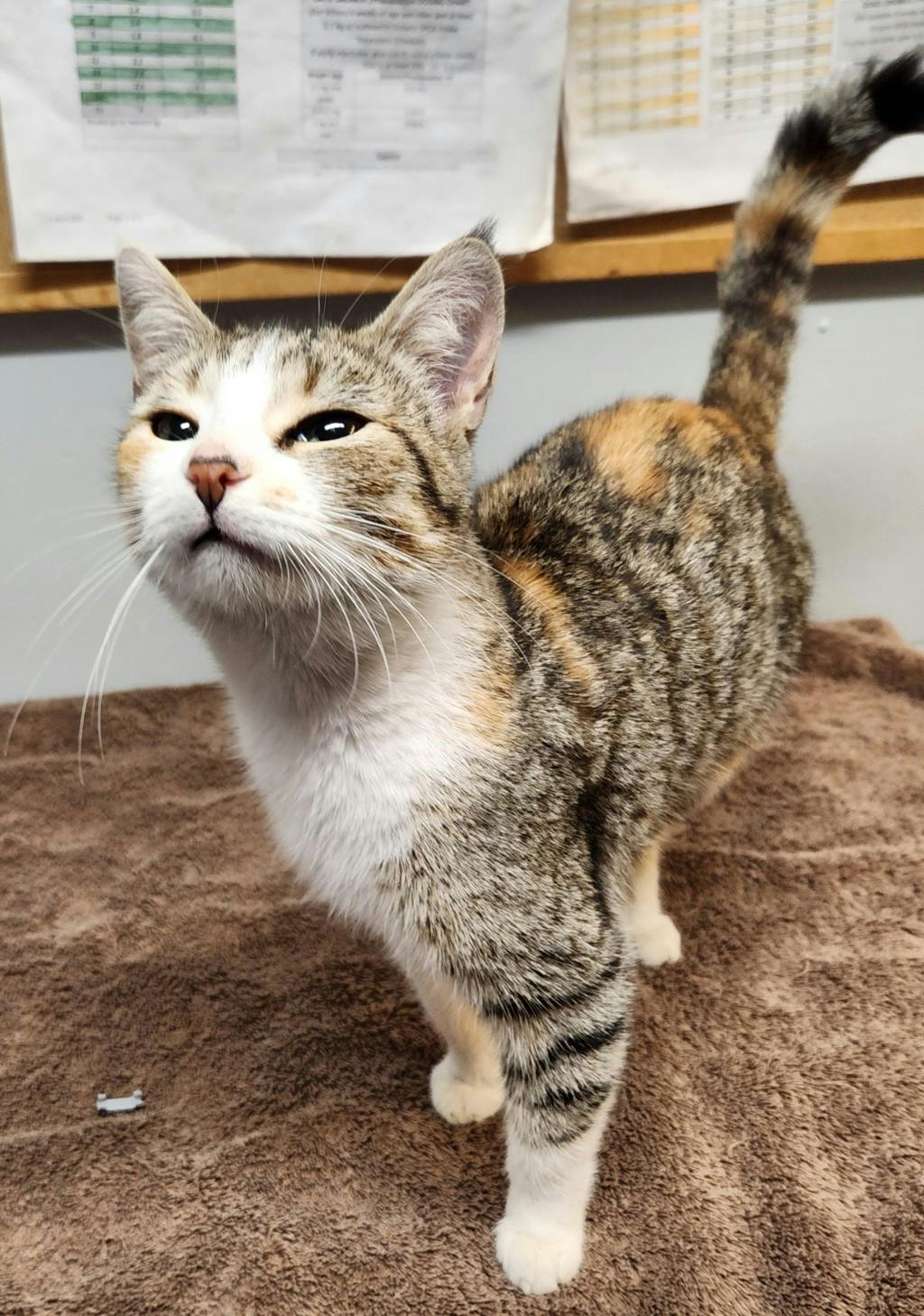 Bellatrix, a 1 year old Torbie Female Domestic Short Hair Cat