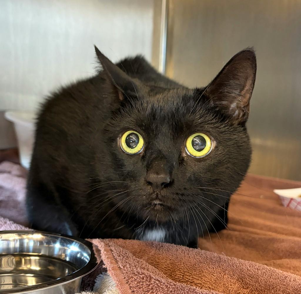 Midnight, a 5 years old Black Male Domestic Short Hair Cat