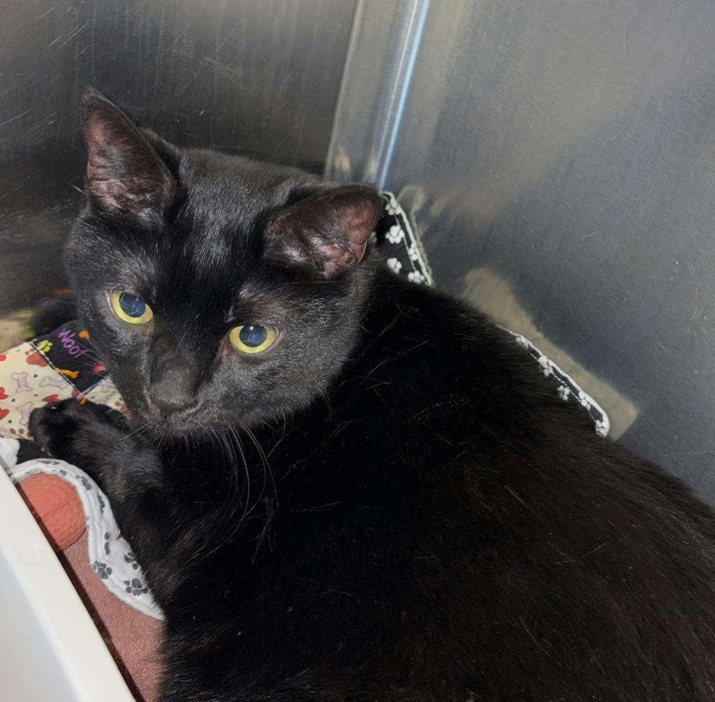 Midnight, a 5 years old Black Male Domestic Short Hair Cat