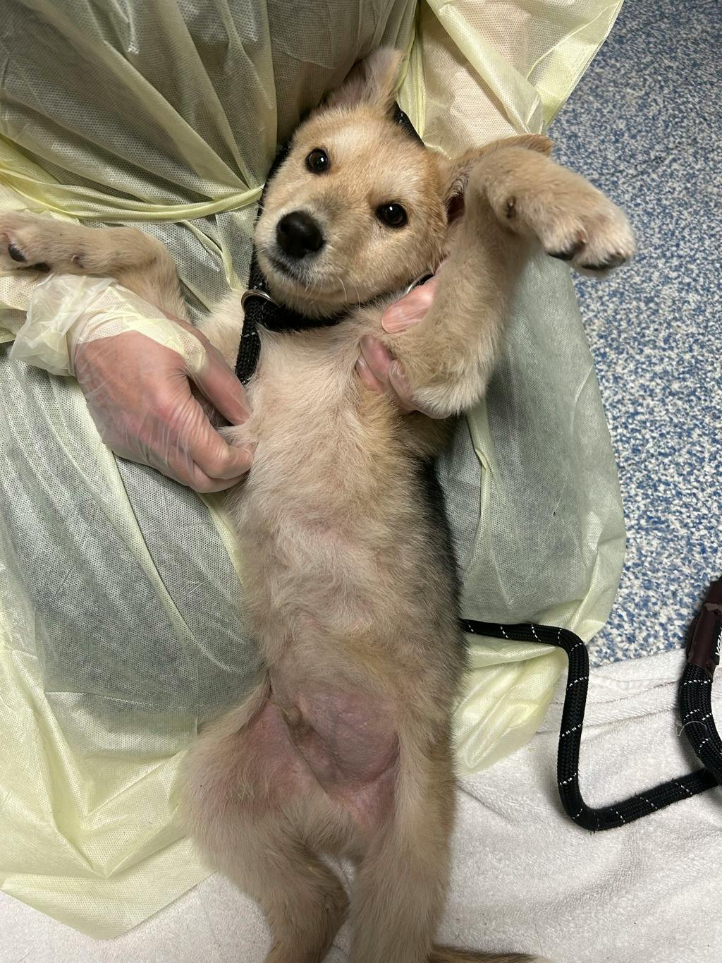 Sandy, a 12 weeks old Tan Male Husky Mixed Puppy
