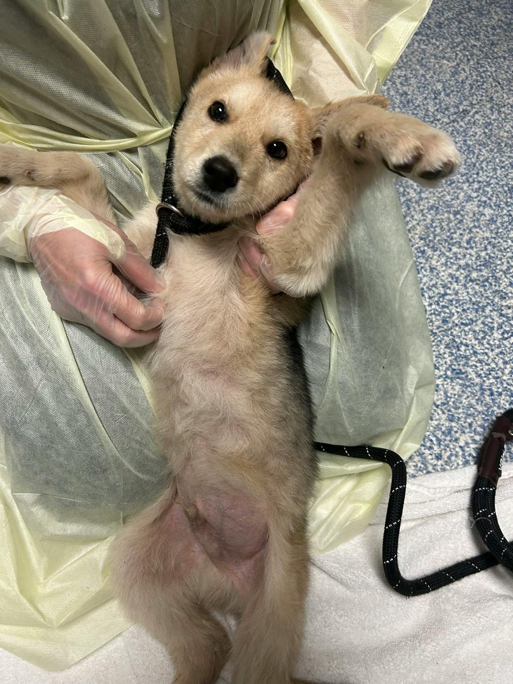 Sandy, a 12 weeks old Tan Male Husky Mixed Puppy