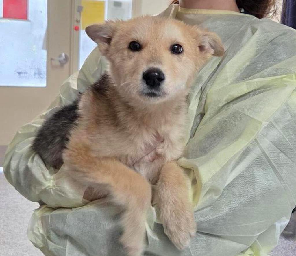 Sandy, a 12 weeks old Tan Male Husky Mixed Puppy