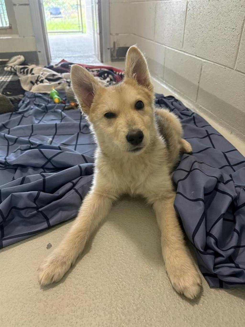 Sandy, a 12 weeks old Tan Male Husky Mixed Puppy