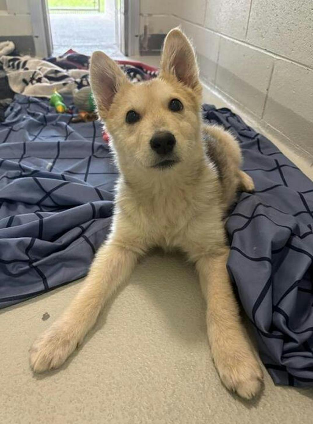 Sandy, a 12 weeks old Tan Male Husky Mixed Puppy