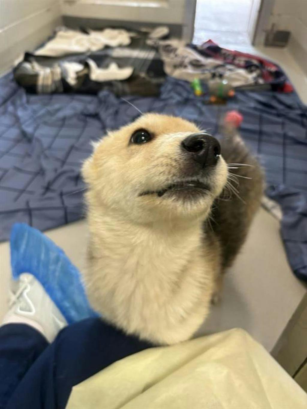 Sandy, a 12 weeks old Tan Male Husky Mixed Puppy