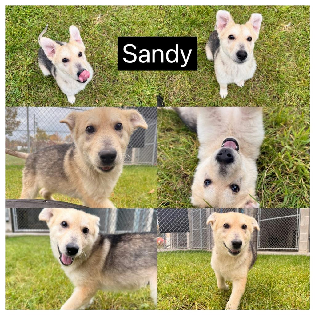 Sandy, a 12 weeks old Tan Male Husky Mixed Puppy