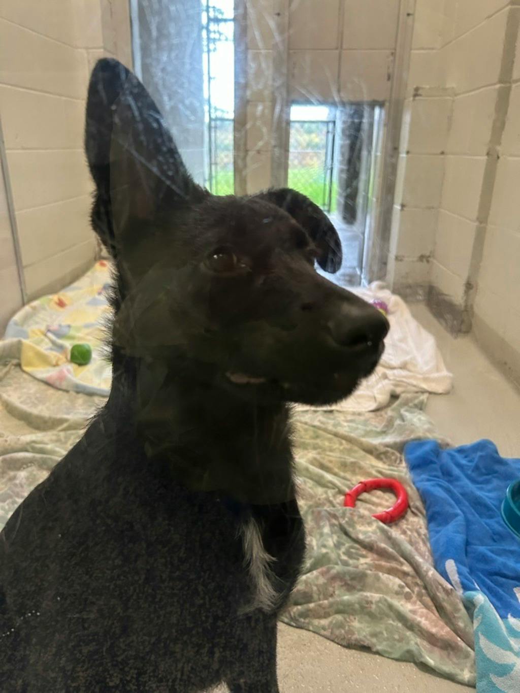 Char, a 3 months old Black Female Husky Mixed Puppy
