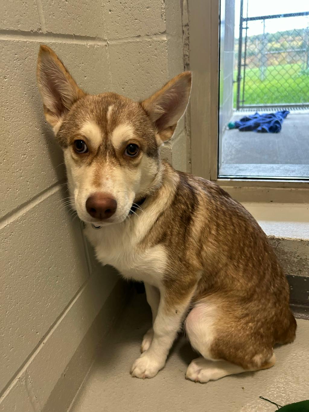 Rogue, a 3 months old Red Female Husky Mixed Puppy