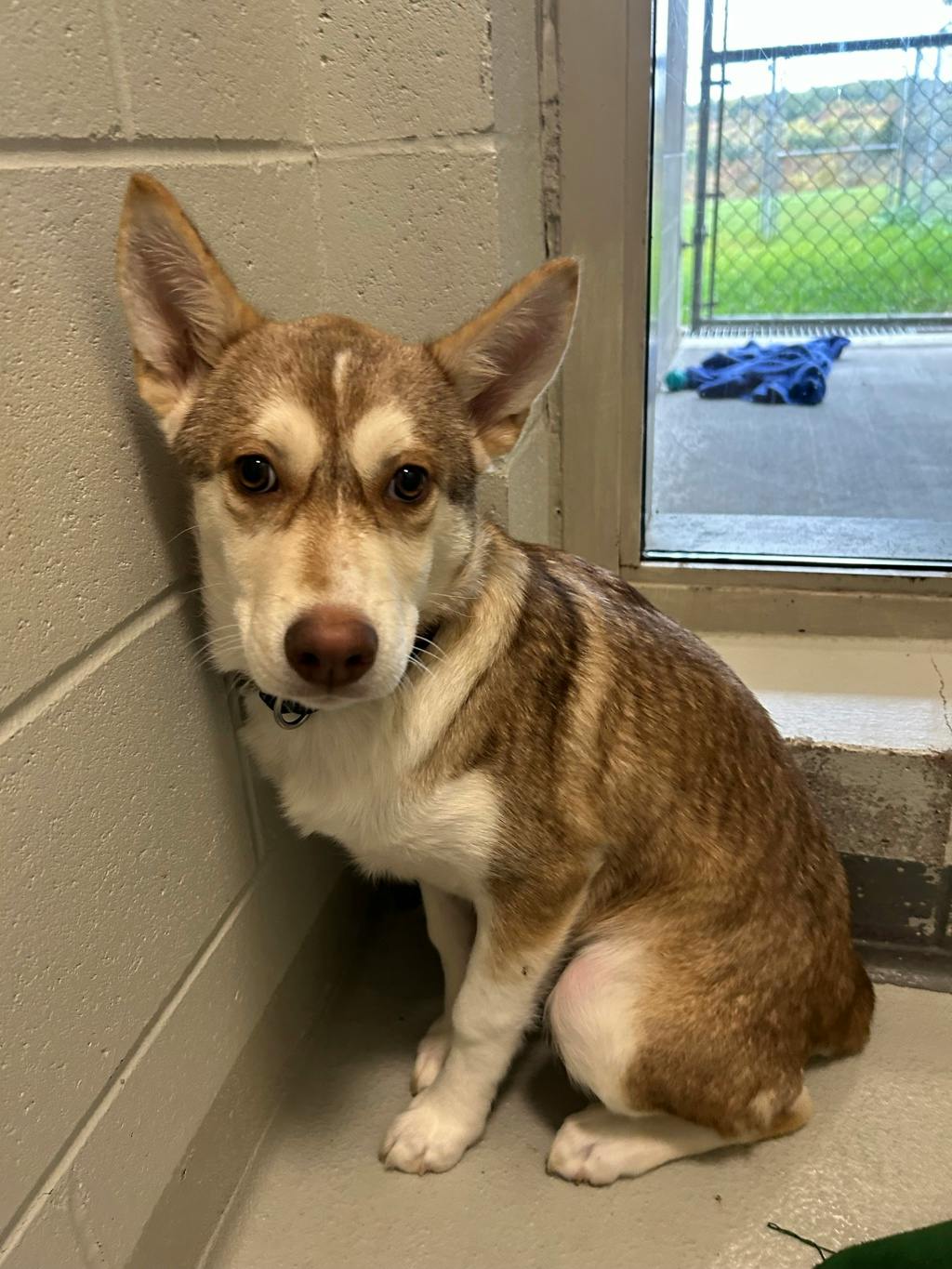 Rogue, a 3 months old Red Female Husky Mixed Puppy