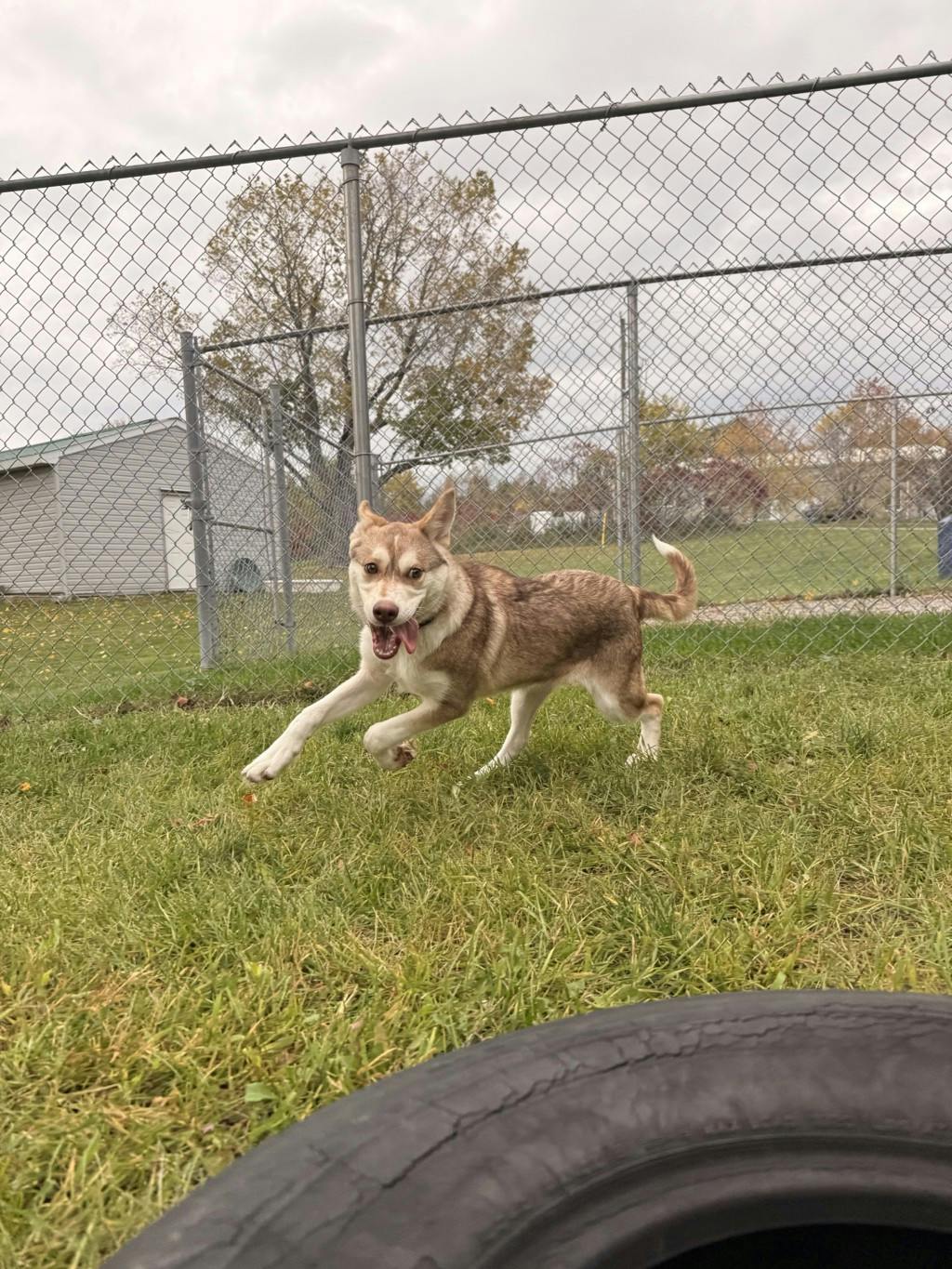 Rogue, a 3 months old Red Female Husky Mixed Puppy