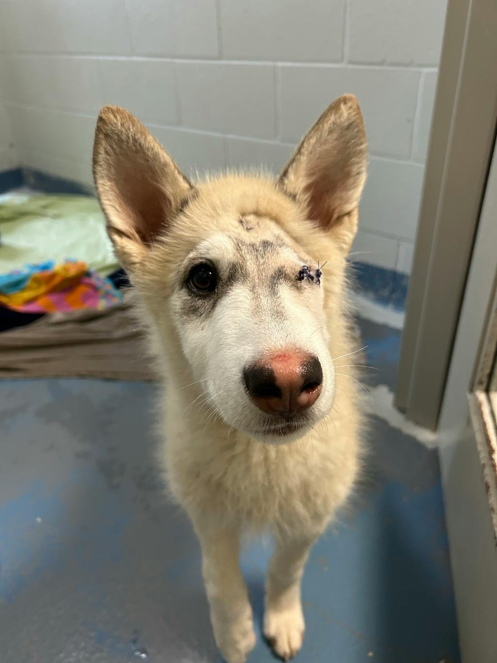 Gizmo, a 5 months old Tan Male Husky Mixed Dog