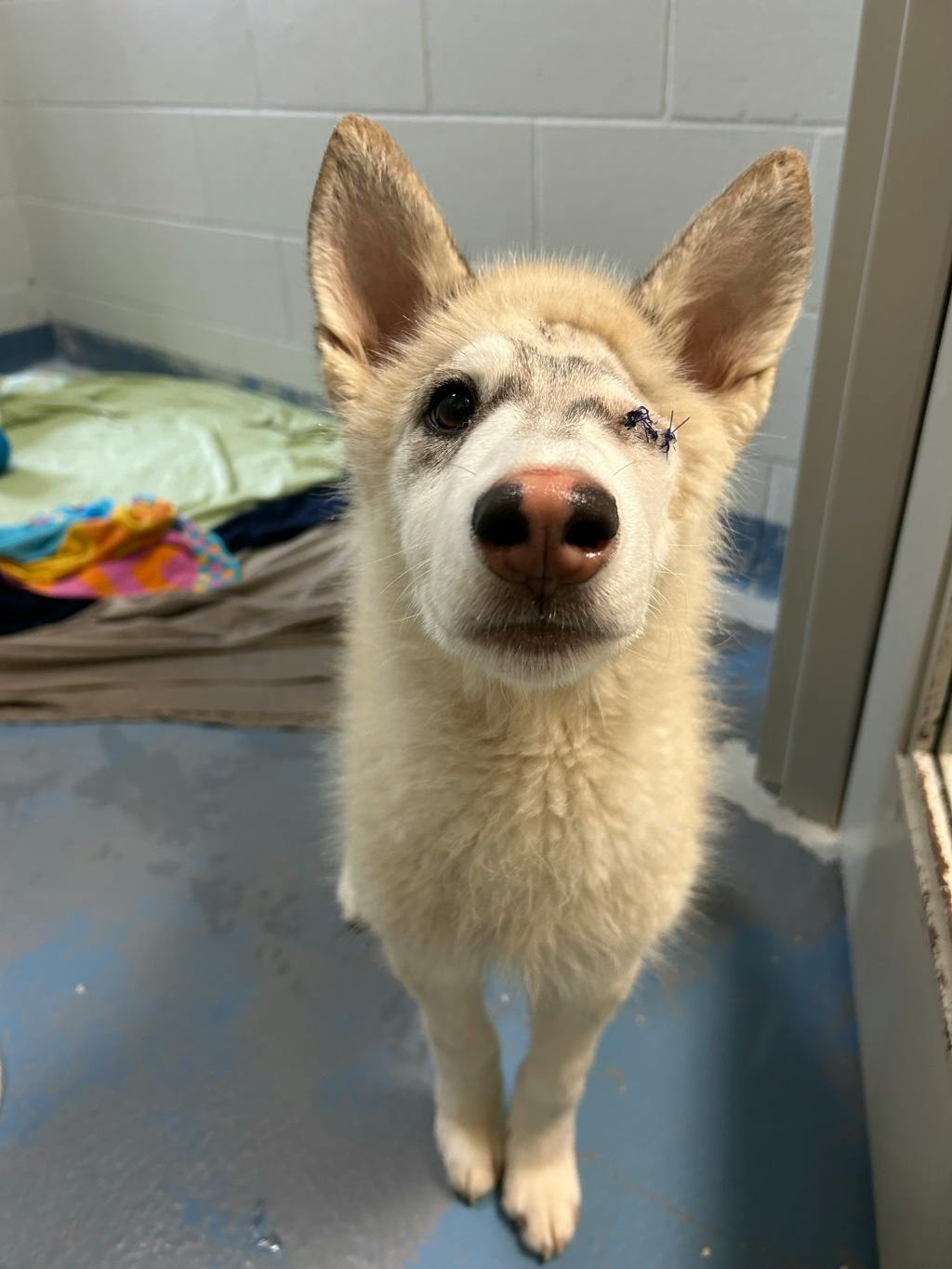 Gizmo, a 5 months old Tan Male Husky Mixed Dog