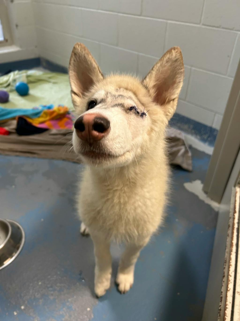 Gizmo, a 5 months old Tan Male Husky Mixed Dog